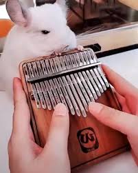 Absolutely Wonderful Instrument Kalimba 17 Key Thumb Piano Video In 2020 Thumb Piano Cute Little Animals Cute Baby Animals