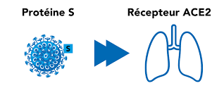 La plupart sont dues, notamment, à des affections pulmonaires ou cardiaques. Covid Que Faire Face A La Fatigue Chronique Et A L Essoufflement Digitalrehab