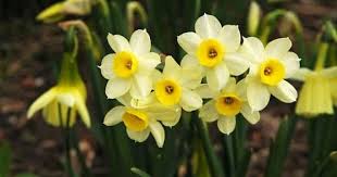 Did You Know How The Most Handsome Man Daffodil Turned Into A Flower Greek Mythology Daffodils Daffodil Bulbs Plants