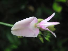 Image result for Abrus melanospermus