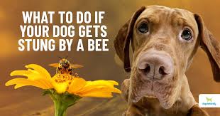 Bee Sting Allergies In Dogs - Symptoms, Causes, Diagnosis, Treatment,  Recovery, Management, Cost