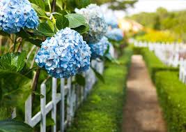 Trova la foto stock perfetta di famiglia di ortensie. Ortensia Caratteristiche E Coltivazione Cure Naturali It