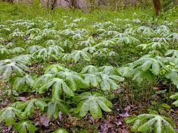 Image result for Podophyllum  peltatum