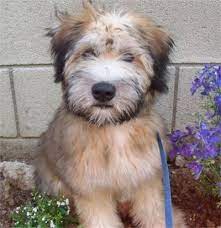 Soft Coated Wheaton Terrier Photo Caring For Your Soft Coated Wheaten Terrier Pet Dog Lar Wheaten Terrier Puppy Wheaten Terrier Soft Coated Wheaten Terrier