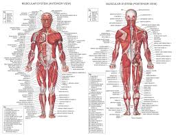Still, many individuals pay far too little attention to them. Trend Human Muscle System Posters Silk Anatomy Chart Human Body School Medical Science Educational Supplies Home Decoration Medical Science Aliexpress