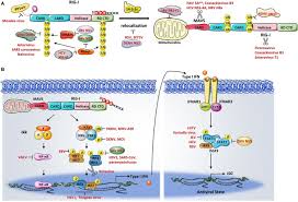 Mitochondrial antiviral signaling proteinprovided by hgnc. Host And Viral Modulation Of Rig I Mediated Antiviral Immunity Abstract Europe Pmc