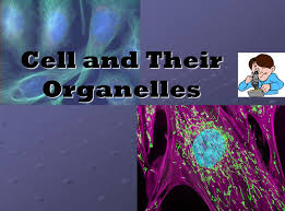 Maybe you would like to learn more about one of these? Cell And Their Organelles Ppt Video Online Download