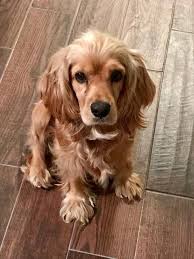 Find and adopt a pet on petfinder today. Adopt Denver On Petfinder Dog Adoption Cute Baby Animals Pet Birds