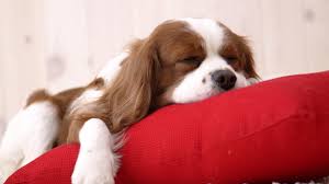 They are called such because in the 1800s, the duke of marlborough, a lover of king spaniels, went into the battle of blenheim and won. Short Coated White And Brown Puppy Dog Puppies King Charles Spaniel Spaniels Hd Wallpaper Wallpaper Flare