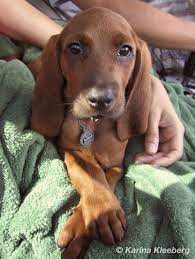 Pin By Rori Blackman On Cute Animals Coonhound Puppy Redbone Coonhound Dog Lovers