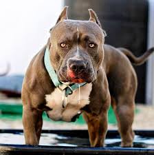 They need an hour of exercise a day to stay happy, and lots of playtime and bonding moments with you. Freepitbull Quanto Deve Mangiare Un Pit Bull