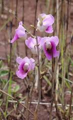 Image result for Eulophia stachyodes