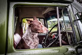 Check spelling or type a new query. Pet Travel Pet Transport Pet Relocation With Pets Abroad Uk