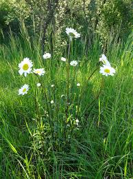 Image result for foto Kopretina