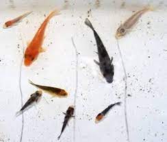Everyone knows koi fish for their underwater beauty. Baby Koi Fish At Rs 20 Pair Japanese Koi Fish à¤• à¤ˆ à¤®à¤›à¤² à¤• à¤ˆ à¤« à¤¶ Star Fisheries Ankleshwar Id 19267499755