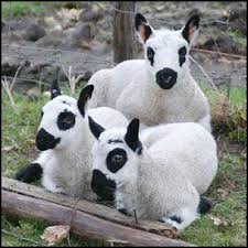Black And White Sheep Breeds Nz British Sheepskin Sheep Breeds Cute Animals Sheep Farm