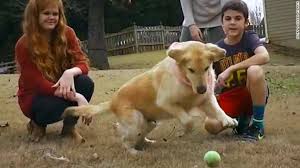 Your veterinarian will be able to spot problems, and will work. Turkey Rescue Dogs Thriving In U S Cnn Video
