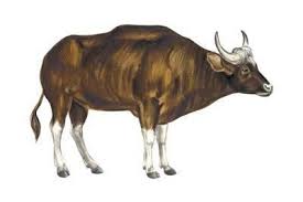 Wild Cattle Gaur Bos Gaurus Mammals Art Print By Encyclopaedia Britannica At Art Com Animal Art Art Prints Mammals