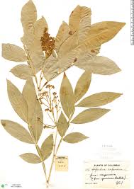 Image result for Sapindus saponaria
