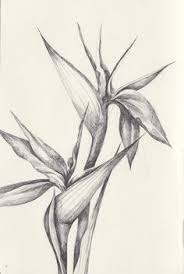 Simple Bird Of Paradise Drawing Image Result For Bird Of Paradise Flower Drawing Bird Of Paradise Tattoo Paradise Tattoo Birds Of Paradise Flower
