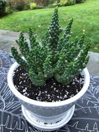 Here to look iconic and. 5 Creepy Houseplants For Halloween Garden Center Magazine