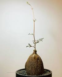 Image result for Cyphostemma montanum