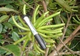 Image result for Xylopia aethiopica