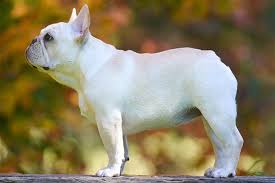 They come microchipped, vetted, vaccinated and dewormed as well as having a written 1 year health guarantee against any genetic issues. French Bulldog Dog Breed Information
