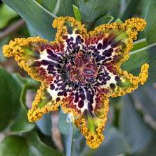 Image result for Ferraria