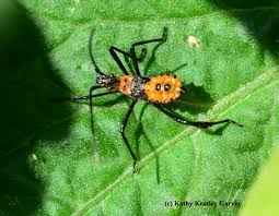 Image result for leaf-footed bug nymphs