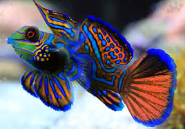 Neon tetras, growing to around 1.3 inches in size, are some of the most beautiful and most popular freshwater fish species. Nine Of The World S Most Gorgeous Fish 30a