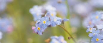 Petals are covered with white markings from the inside. How To Plant Forget Me Not Flowers Gardens Illustrated