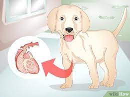 Premium supplements · backed by research How To Know Your Puppy Has Worms 12 Steps With Pictures