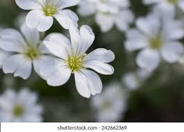 White spring flowers with yellow center. Small White Flowers Yellow Centers Stock Photo Edit Now 242662369