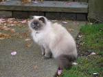 Himalayan cat - Wikipedia