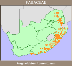 Image result for Argyrolobium tomentosum