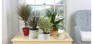 Check spelling or type a new query. Dracaena Costa Farms