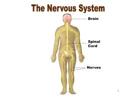Nervous System Nervous System Nervous Human Body Systems