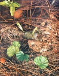 Image result for Nervilia kotschyi