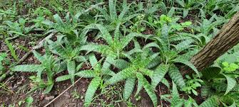 Image result for Aloe komatiensis