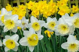 Make spring days brighter with these seven beautiful yellow spring flowers to enliven a home or a garden with. Five Bulbs For March Flowers Bbc Gardeners World Magazine