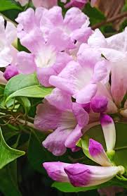 Image result for Dictyophleba lucida