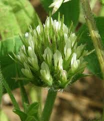 Image result for Trifolium squarrosum