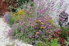Image result for Polygala usafuensis