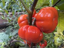 Image result for Solanum aethiopicum