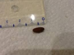 Maden an der decke bekämpfen so werden sie sie los. Hilfe Larven In Der Wohnung Bestimmungsanfragen Das Neue Naturforum