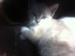 Cat classifieds in massachusetts, ma. Gorgeous 8 Week Old Siamese Himalayan Kittens For Sale In Taunton Massachusetts Classified Americanlisted Com