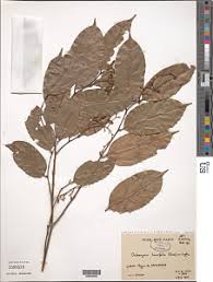 Image result for Brazzeia soyauxii