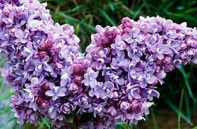 Katherine Havemeyer Syringa Vulgaris Syringa Lilac Tree
