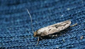 Biraz Bilgilenelim Panosundaki Pin